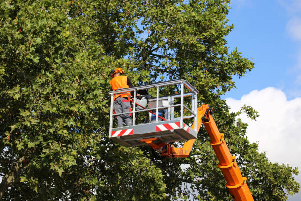 Best Tree Maintenance Programs  in Aberdeen, IN